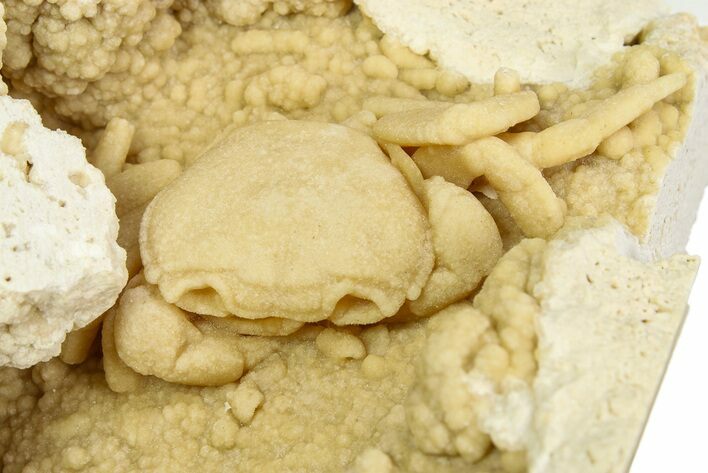 Fossil Crab (Potamon) Preserved in Travertine - Turkey #350884